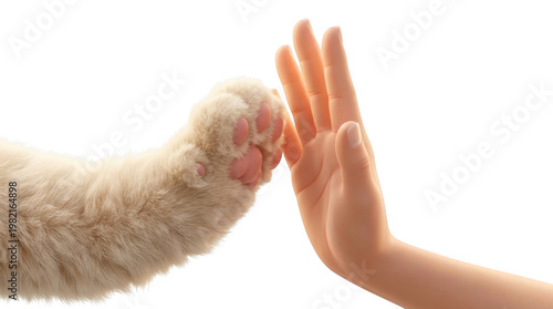 Human hand and cat paw gently touching in a symbolic connection of love and companionship