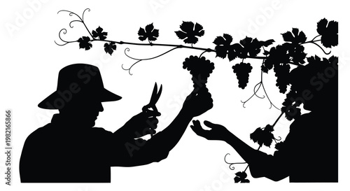 Silhouetted figures harvest grapes from a vine in a vineyard