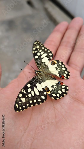 Butterfly Resting Close