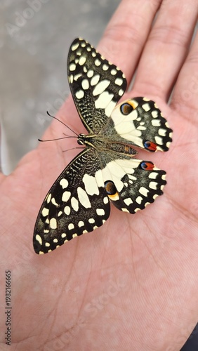 Butterfly Vertical Shot