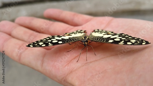 Butterfly Side Wings