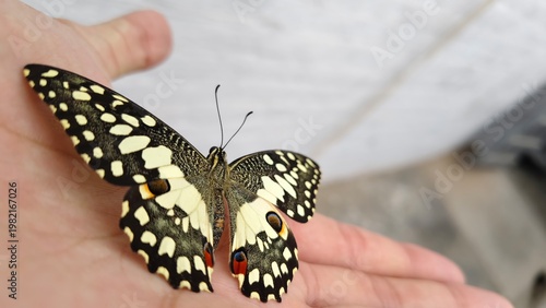 Butterfly on Hand Close