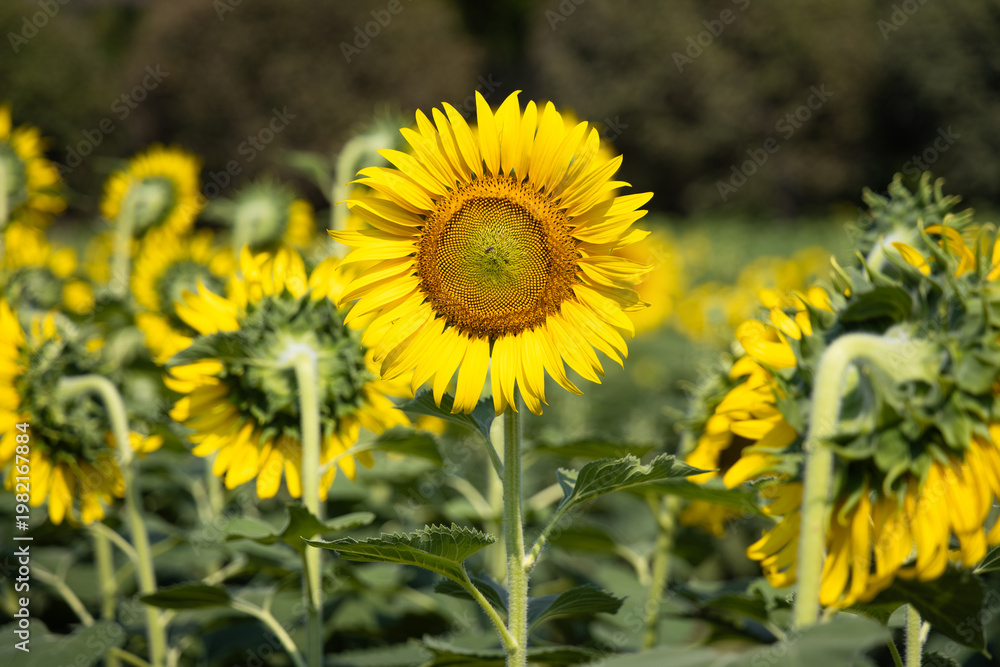 Fototapeta premium Single sunflower looking forward while othersturn back in summer field