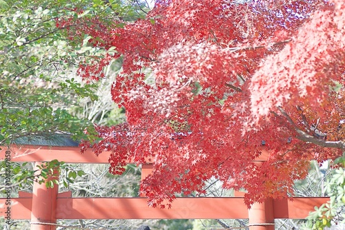 Landscape of vibrant colorful Japanese Autumn Maple leaves