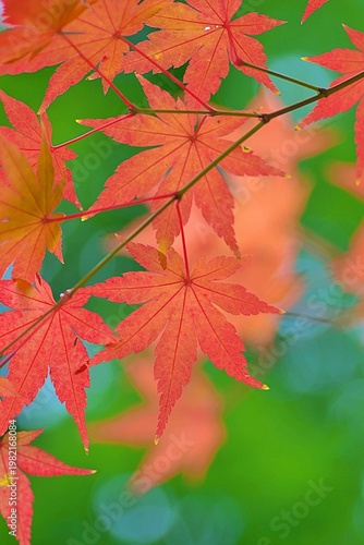 Landscape of vibrant colorful Japanese Autumn Maple leaves