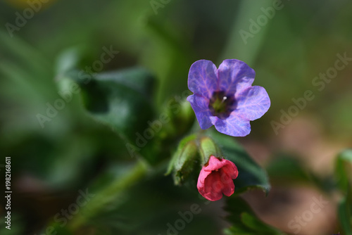 Macro of a common lungwort flower with purple and red colors and blurred green background.
