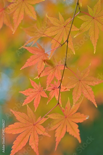 Landscape of vibrant colorful Japanese Autumn Maple leaves
