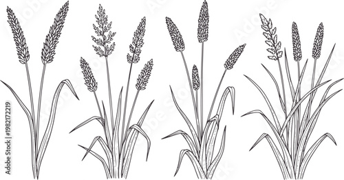 Four line of grass seed heads and leaves plant botanical