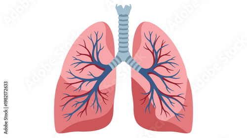 Flat color vector illustration of human lungs front view with trachea and internal vessels, clean medical graphic isolated on white background.