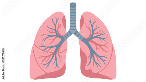 Flat color vector illustration of human lungs front view with trachea and internal vessels, clean medical graphic isolated on white background.