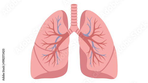 Flat color vector illustration of human lungs front view with trachea and internal vessels, clean medical graphic isolated on white background.