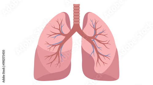 Flat color vector illustration of human lungs front view with trachea and internal vessels, clean medical graphic isolated on white background.