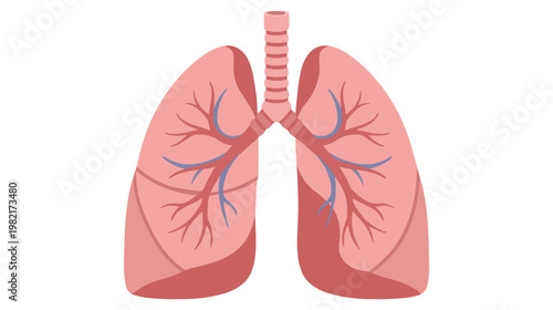 Flat color vector illustration of human lungs front view with trachea and internal vessels, clean medical graphic isolated on white background.