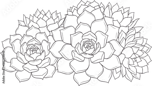 Three line succulent plants in a cluster botanical nature outline