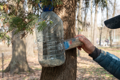 Hand filling homemade bird feeder made from plastic bottle with sunflower seeds attached to tree in park. Bird feeding, wildlife care, recycling concept, outdoor nature