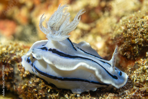 Canvas Print Chromodoris lochi Nudibranch (Loch's Chromodoris) Showcasing Intricate Blue and