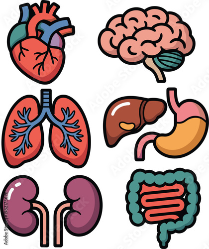 Human internal organs icons set with kidneys intestine anatomy medical biology healthcare education symbols vector illustration
