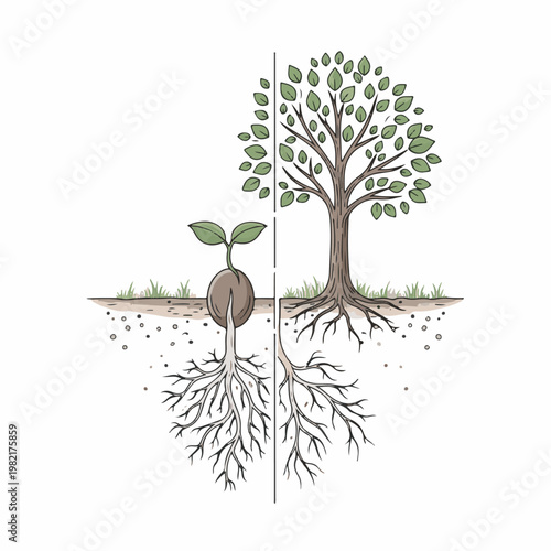 An illustration of a tree's growth from seedling to maturity