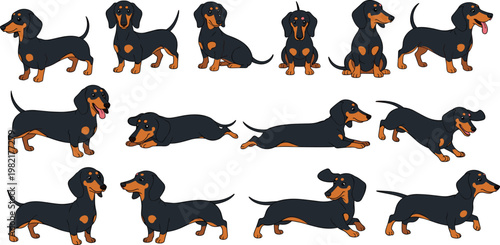 Dachshund dog vector set with multiple poses, cute cartoon sausage dog characters, playful pet collection in different actions isolated on white background