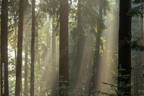 Sun harps during the golden hour in the forest. Discovering the Posbank on the Veluwe. National Park Veluwezoom, the Netherlands.