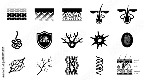 Skin anatomy and dermatology icons set featuring hair follicles, collagen fibers, epidermis layers and cellular structures, concept for medical education, skincare labeling and healthcare infographics