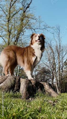 Australian Shepherd stands proudly on a tree stump in a sunny park, then runs away. Active pet behavior creates an energy, freedom and outdoor lifestyle concept