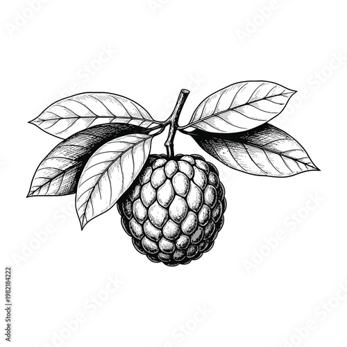 Custard Apple Fruit Sketch Hand Drawn Engraving Style Isolated on White Background for Design