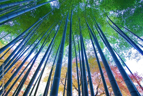 Wide angle landscape of Japanese Bamboo forests background