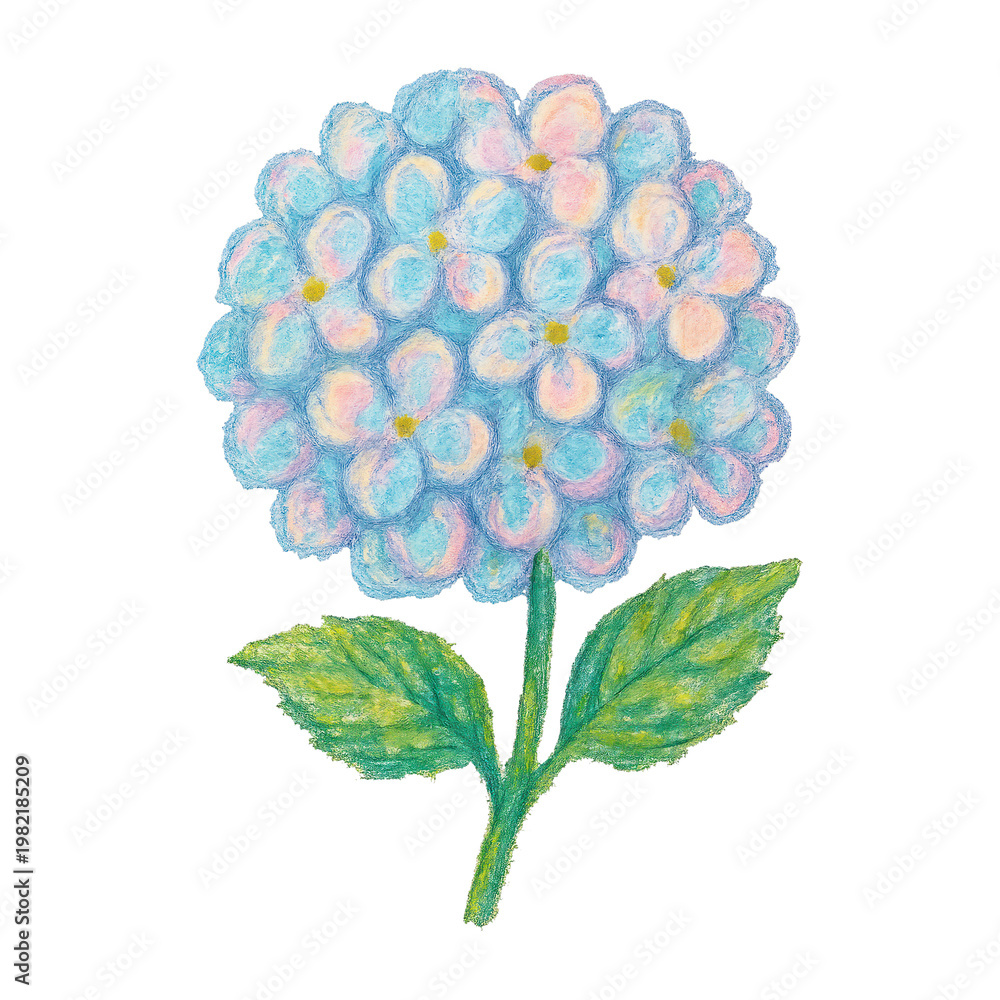 Fototapeta premium PNG Pastel hydrangea illustration with leaves.
