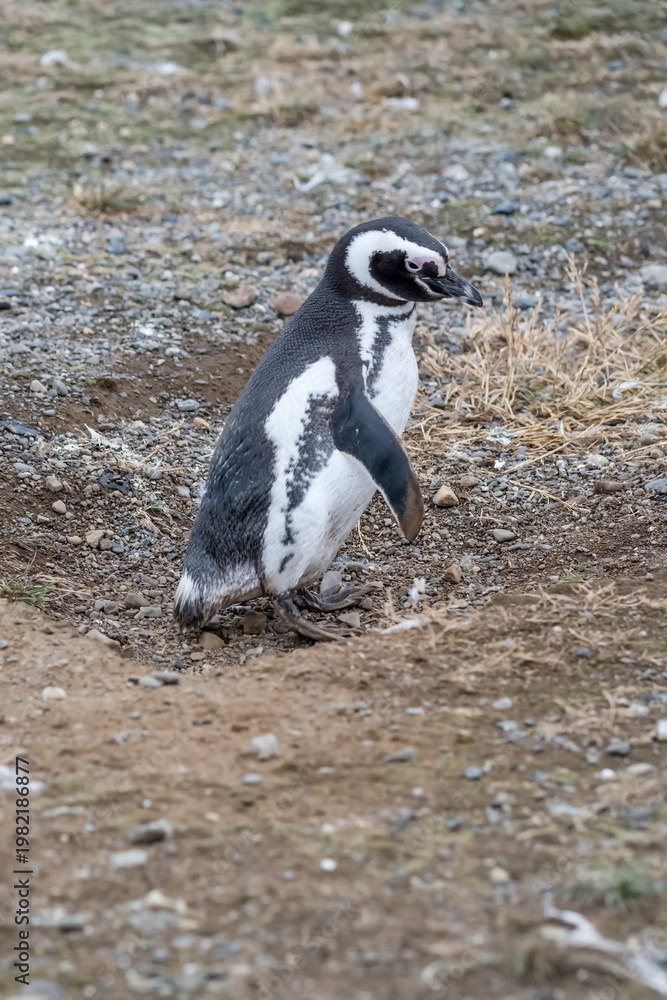 Obraz premium breeding adult Magellanic penguin standing in ground hollow at Magdalena island, Chile