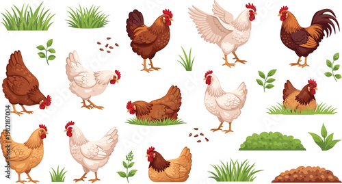Farm Chicken Cartoon Set with Hens Roosters Grass Plants and Eggs Rural Poultry Animal Vector Illustration Collection