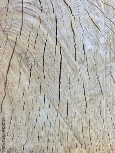 tree bark texture