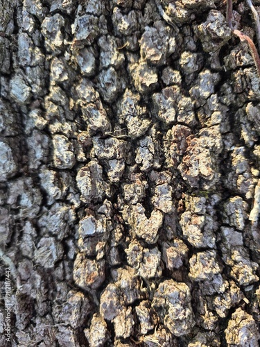 bark of a tree