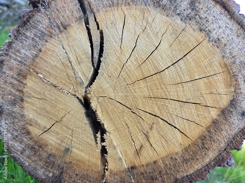 cross section of tree trunk