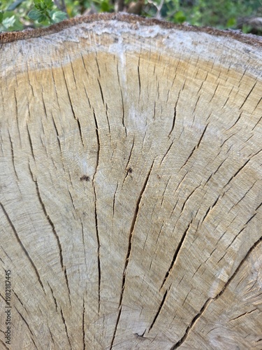 wood texture background