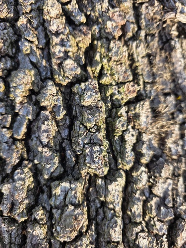 bark of a tree