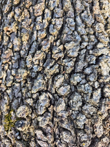bark of a tree