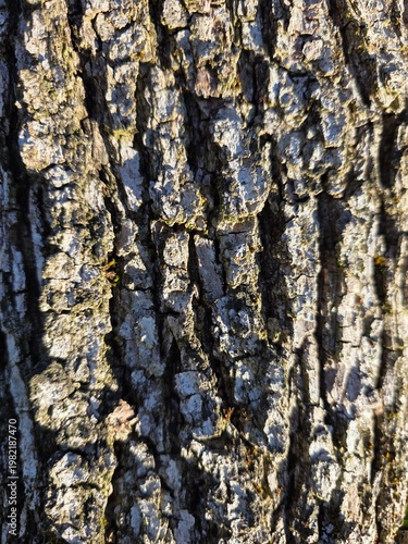 bark of a tree