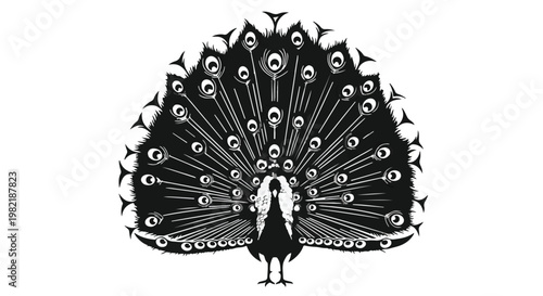 Peacock with a magnificent fanned tail feathers stands as a symbol of elegance, vanity, and natural beauty in this high contrast graphic illustration suitable for decorative art designs.