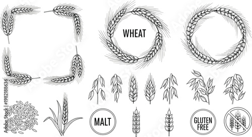 Hand Drawn Wheat and Grain Elements Set with Wreath Frames Ears Seeds and Agricultural Botanical Line Art Illustration