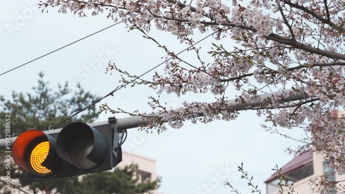 Cherry Blossoms and Orange Traffic Light Against Clear Sky, Spring Season Landscape with Sakura Flowers