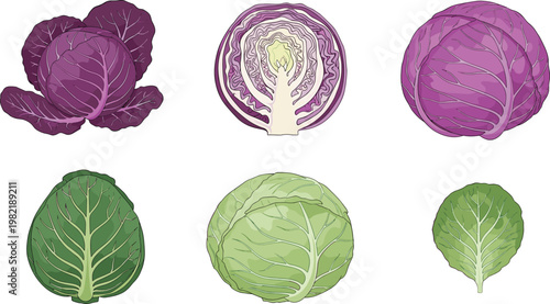 Cabbage Vegetable Illustration Set with Green and Purple Varieties, Whole and Cut Views for Fresh Organic Food and Healthy Cooking Design