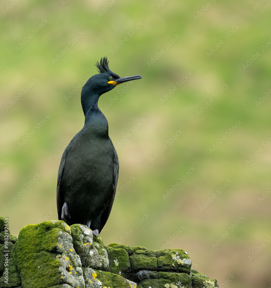 Fototapeta premium A shag (Phalacrocorax aristotelis or Gulosus aristotelis) on the sea cliffs on the island of Canna, Scotland