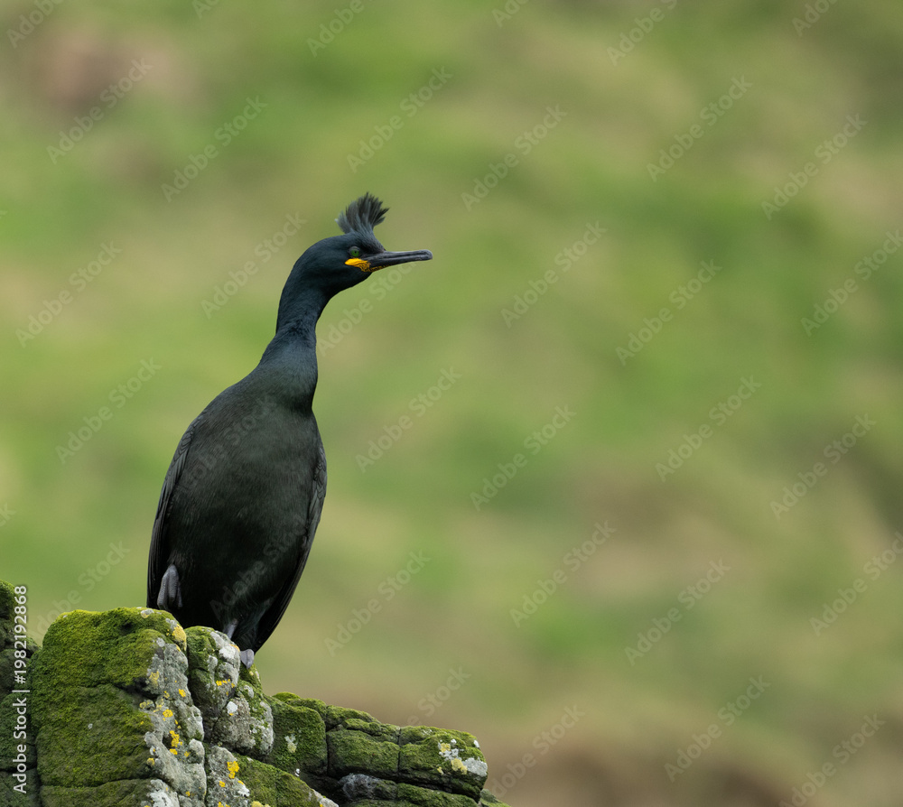 Fototapeta premium A shag (Phalacrocorax aristotelis or Gulosus aristotelis) on the sea cliffs on the island of Canna, Scotland