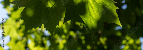 Bright Green Sycamore Leaves Shaded By Sunlight In A Lush Foliage Scene