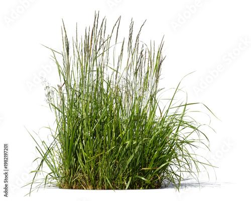 Obraz na plátně Ornamental geen grass in sunlight, isolated on white and transparent background