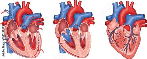 Detailed Human Heart Anatomy Illustration Set with Realistic Cardiovascular Structure, Arteries, Veins, and Medical Diagram Elements Isolated on White Background