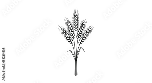 Elegant botanical line drawing features a bunch of ripened wheat stalks tied together in a clean monochrome style.