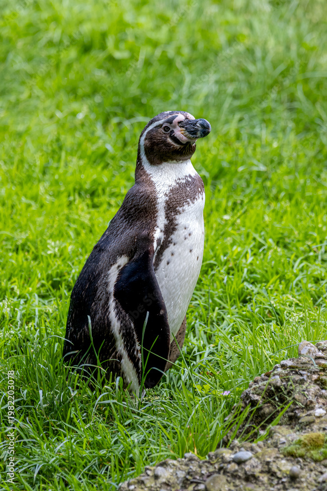 Obraz premium penguin in the grass