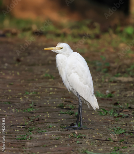 Cattle Egret Bird in the Wild